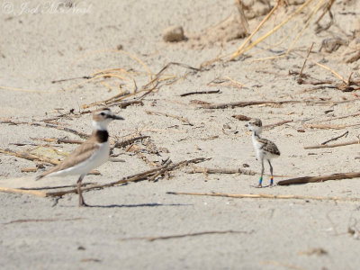 Wilson's Plover with banded chick: Jekyll Island South Beach