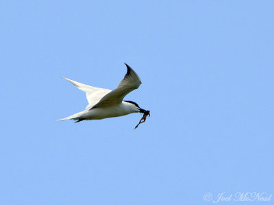 Gull-billed Tern with frog prey: Harris Neck NWR