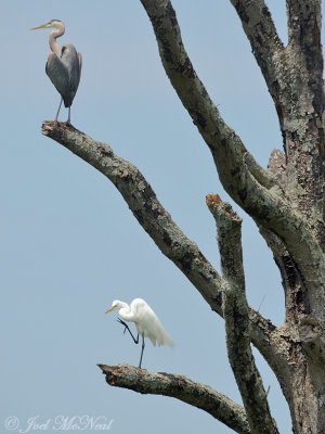 Great Blue Heron & Great Egret: Bartow Co., GA