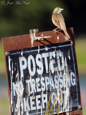 subversive Dickcissel: Bartow Co., GA