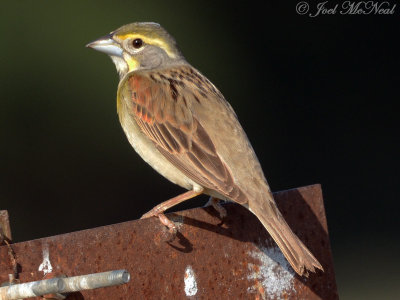 Dickcissel: Bartow Co., GA