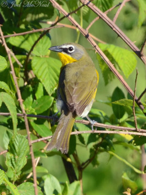 Yellow-breasted Chat: Bartow Co., GA