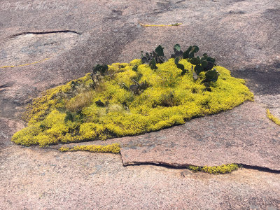 Yellow Stonecrop: Sedum nuttallianum, Enchanted Rock State Natural Area, TX