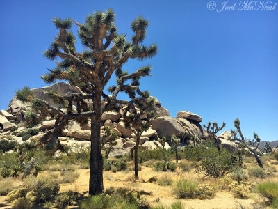 Joshua Tree National Park, CA