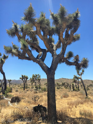 Joshua Tree: Yucca brevifolia