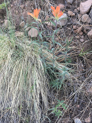 Scarlett Indian Paintbrush: Castilleja miniata, Coconino Co., AZ