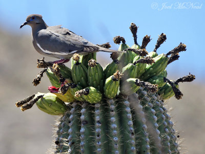 White-winged Dove on Saguaro