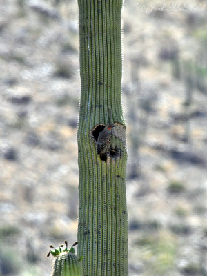 Gilded Flicker (Colaptes chrysoides) at nest cavity: Saguaro National Park