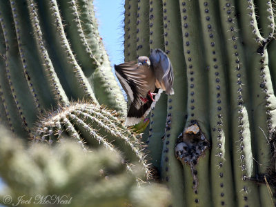 White-winged Dove taking off from a Saguaro