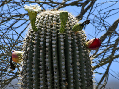 Saguaro with flower, buds, ripening fruit, and hollowed out fruit