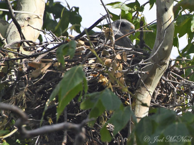 Gray Hawk (Buteo plagiatus) on nest: Miller Canyon