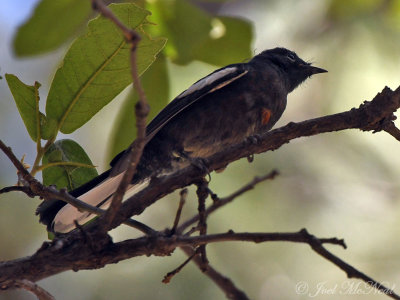 immature Painted Redstart: Ramsey Canyon