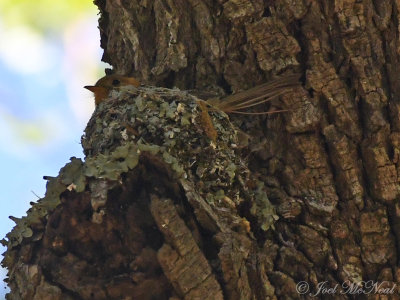 Tufted Flycatcher (Mitrephanes phaeocercus) on nest: Ramsey Canyon