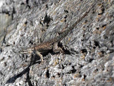 Yarrow's Spiny Lizard: Ramsey Canyon