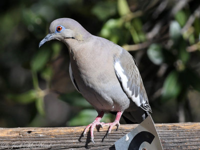 White-winged Dove: Madera Canyon