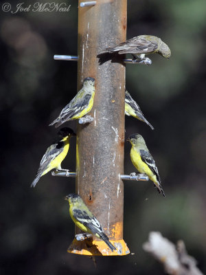 Lesser Goldfinches: Madera Canyon