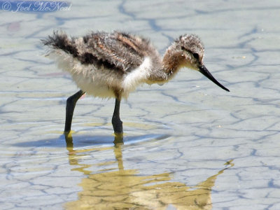 baby American Avocet: Henderson Bird Viewing Preserve, Clark Co., NV