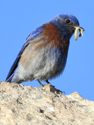 male Western Bluebird: Grand Canyon National Park