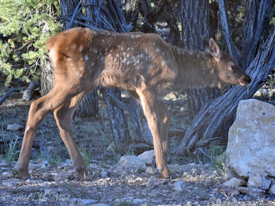 Elk calf: Grand Canyon National Park