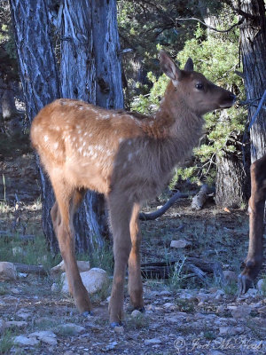 Elk calf: Grand Canyon National Park