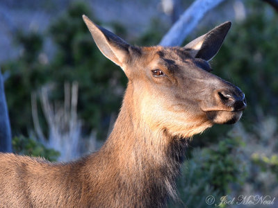 cow Elk: Grand Canyon National Park