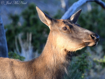 cow Elk: Grand Canyon National Park