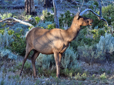 cow Elk: Grand Canyon National Park