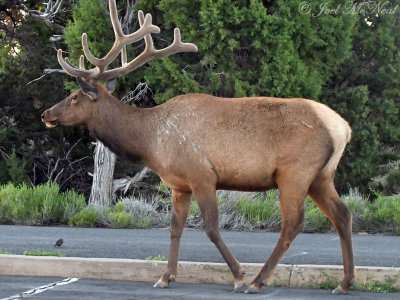 bull Elk: Grand Canyon National Park