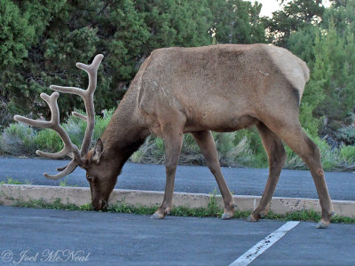 bull Elk: Grand Canyon National Park