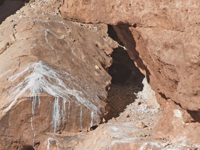 California Condor at nest cave with chick