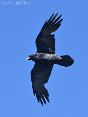 Common Raven: Grand Canyon National Park