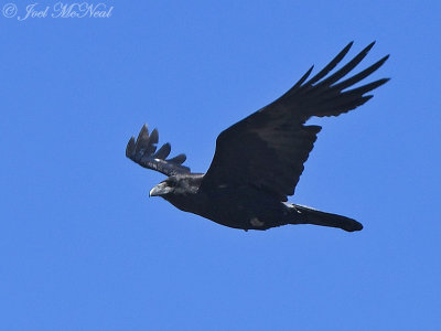 Common Raven: Grand Canyon National Park