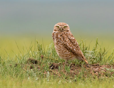 Burrowing Owl