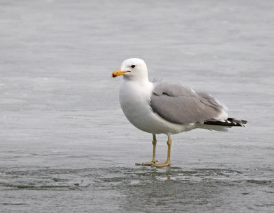 California Gull