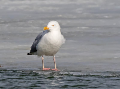 Herring Gull