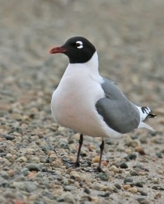 Franklin's Gull