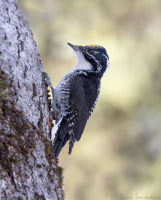 American Three-toed Woodpecker