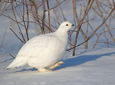 Willow Ptarmigan
