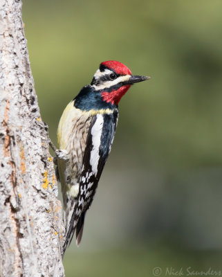 Yellow-bellied Sapsucker