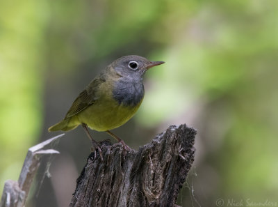 Connecticut Warbler