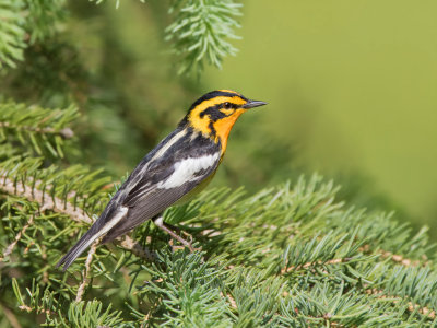 Blackburnian Warbler