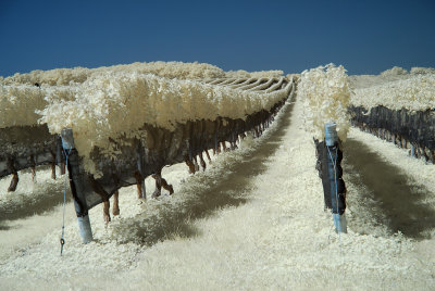 Bedell Vinyard