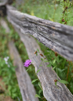 purple flower & old fence rail