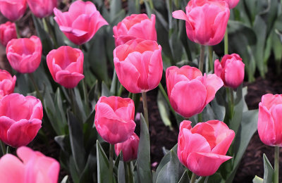 Pink Tulips