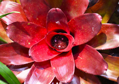 Bromelia