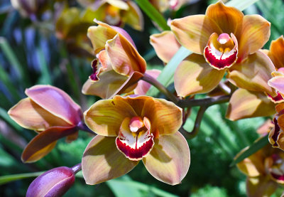 Orchids