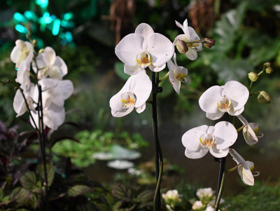 White Orchid