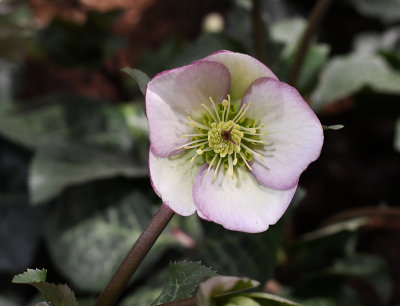 Hellebore