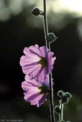 Bristly Hollyhock