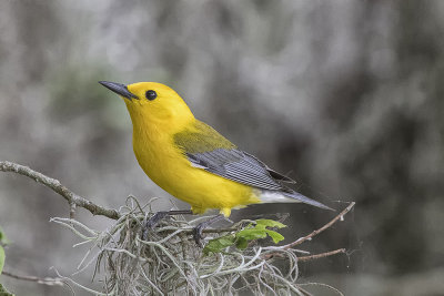Prothonotary Warbler.jpg